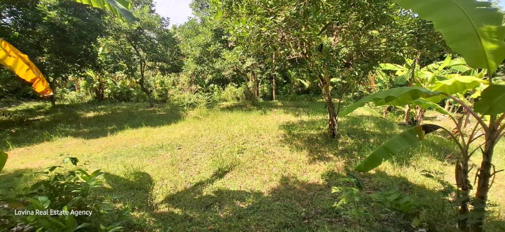 50 Are Land in&nbsp;Kaliasem